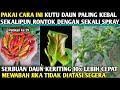 ♾️ atasi keriting daun paling kebal dengan sekali spray #cabetanpamulsa