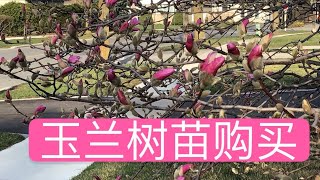 玉兰树苗购买经验分享  Buy Magnolia