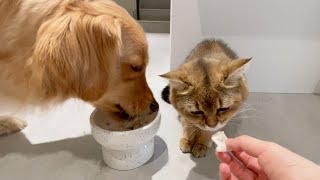 The Gentle Golden Retriever Who Never Guards His Food