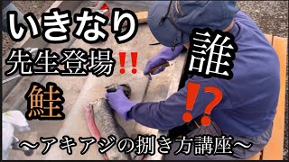 【釧路アキアジ鮭釣れ始めてますね】包丁を持っていきなり登場の先生による鮭の捌き方講座