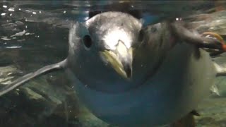 ジェンツーペンギン　水中を泳ぐ様子　【のんほいパーク】