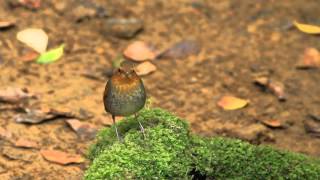 Japanese robin call 日本歌鴝叫聲