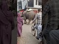 হাতি যখন চাঁদা তুলে reels shorts tranding viralvideo animals