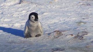Download Baby Penguin Tries To Make Friends | Snow Chick: A Penguin's Tale | BBC Earth mp3