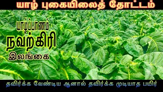 How to doing tobacco garden in Jaffna in SriLanka|புகையிலைத் தோட்டம்|#RATHU_VLOGS|#Stay_Home|