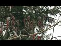 ひよどりたちの集団お食事会！ 野生動物