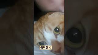 기꺼이 엄마의 베개가 되어준 수 머리 들고 얼굴 맞대고