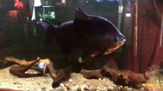 The biggest Pacu on YouTube!!!