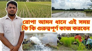 রোপা আমন ধান চাষে এই সময়ে করনীয়/ আমন ধান চাষ পদ্ধতি  / amon dhan chas