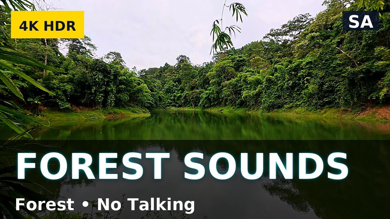 Forest Sounds Woodland Ambience Bird Song Phuket Thailand Youtube