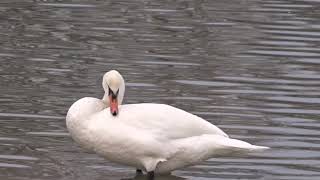 Herken de knobbelzwaan (mute swan, Cygnus olor)