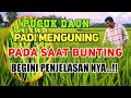 Mengapa Pucuk Daun Padi Menguning Saat Masa Bunting - Ini penjelasan nya...!!