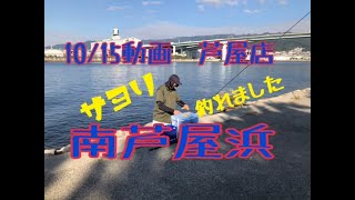 10/15南芦屋浜　サヨリ確認❗️ フィッシングマックス芦屋店