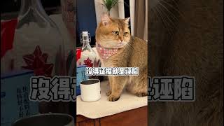 大家的猫猫都这样吗？#飞机响响#萌宠#金渐层#曼基康矮脚猫