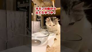 ミルクを飲んでオカンを懐かしむ子猫【おしゃべりする猫】 #Shorts 【猫アテレコ】