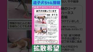 #shorts　迷子犬ちゃん情報㊾-2  茨城県守谷市けやき台公園から迷子になってしまった「さくらちゃん」