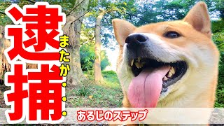 アレルギーに嫌気がさした柴犬こむぎがあるじを別名で呼んだら逮捕されました【あるじのステップ】