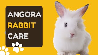 Angora Rabbit Care Essential Tips for a Happy and Healthy