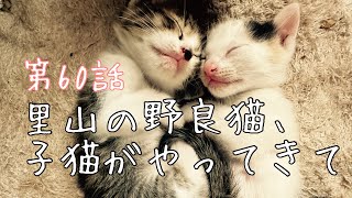 第60話　里山の野良猫、子猫がやってきて　保護猫