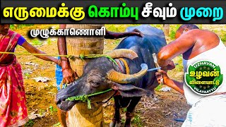 உங்கள் எருமைக்கு கொம்பு சீவ வேண்டுமா ? எருமைக்கு கொம்பு சீவும் முறை, Buffalo Horn Shaping, #buffalo