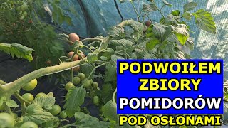 Podwoiłem Zbiory Pomidorów - Jeden Prosty Zabieg. Jak uprawiać Pomidory w Tunelu foliowym, Szklarni.