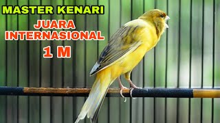 🔴MASTERAN KENARI JUARA INTERNASIONAL 1M             #kenari  #master #kenariyorkshire #international