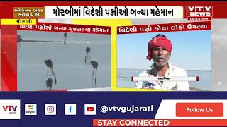 Morbi માં વિદેશી પક્ષીઓ બન્યા મહેમાન | VTV Gujarati