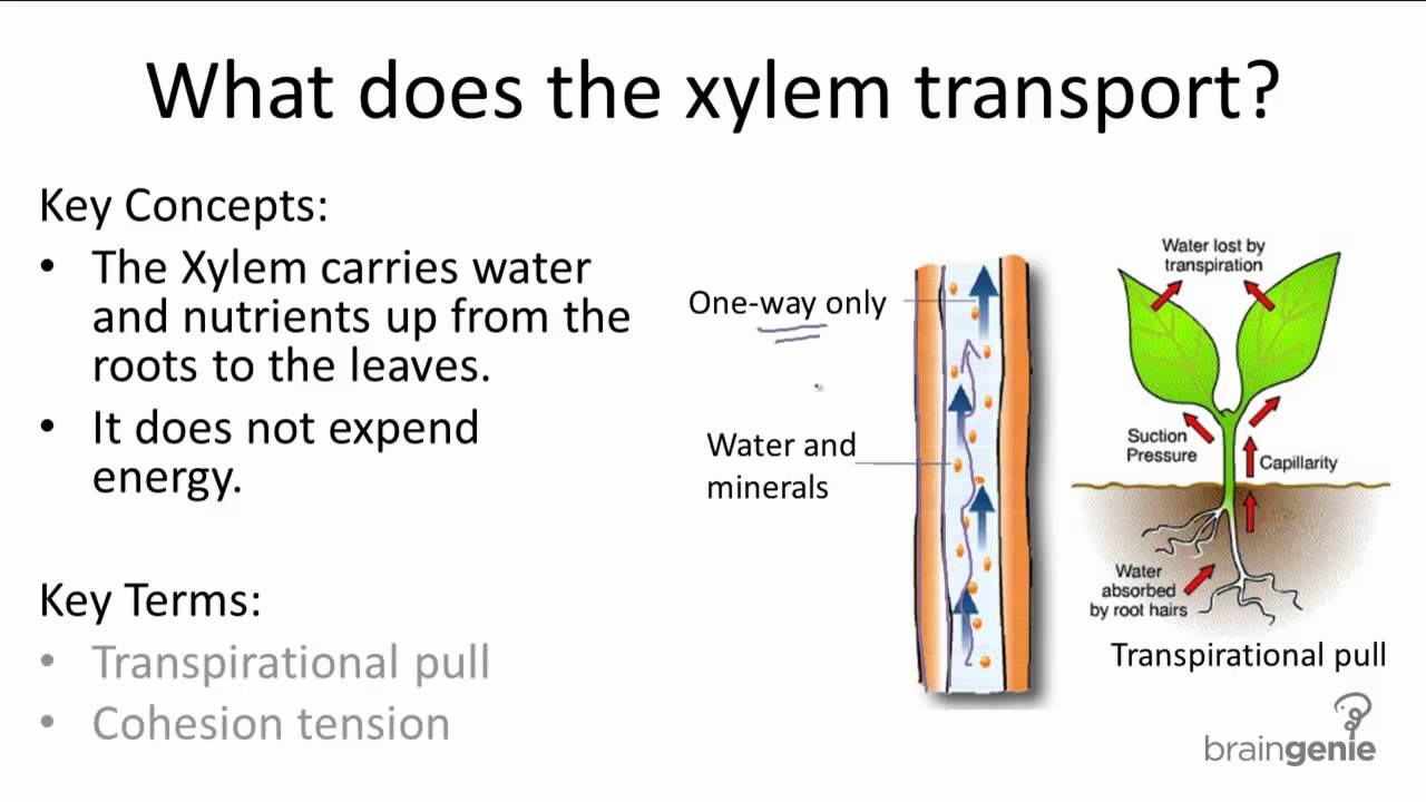 6.3.1 How Do Plants Transport Nutrients - YouTube