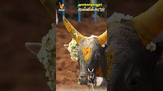 அடங்காத காளைகள்... அடக்கும் வீரர்கள்... | Alanganallur Jallikattu 2024 | Vendhar TV