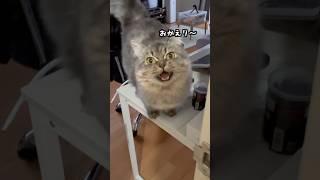 可愛さを武器に飼い主を誘惑する猫が反則すぎた❣️ #猫　#ねこ　#マンチカン  #cat   #猫動画  #猫好きさんと繋がりたい  #猫のいる暮らし  #ねこのいる生活