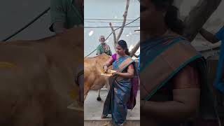 மாட்டு பொங்கல்