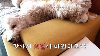 강아지 서열이 바뀌는 과정