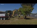 A Lakeside community comes together around jacaranda trees