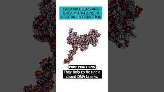 Discover the relationship between PARP proteins \u0026 BRCA mutations in cancer development and treatment