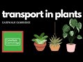 IGCSE Biology 8  - Transport in Plants | CakeWalk Cambridge