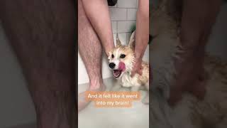 Bathing a very fluffy corgi