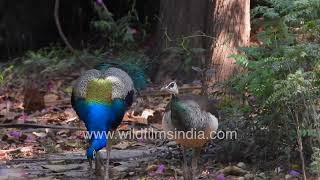 Male and female Peafowl hang out together, female remains unimpressed by male, cold shoulders him