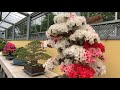 a tour of hiroharu kobayashi s satsuki nursery