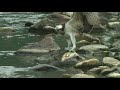 hunter of great fish eats hawk『ミサゴの捕食、大物を捕獲する』