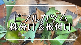 ビカクシダ ビフルカツムの株分けと板付け