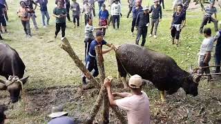 Pulling Mithun/gayal for Traditional Naga Feast in the village