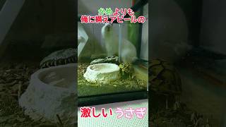 うさぎとかめ　うさぎ「かめよりも俺」