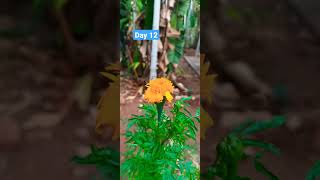 ഒരു പൂവ് വിരിഞ്ഞ് വരുന്ന മനോഹര ദൃശ്യം♥️🌻🌻🌻🌻