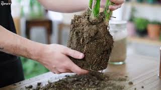 How to Grow and Care for Kentia Palms