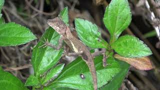 サキシマキノボリトカゲ（アガマ科） Japalura polygonata ishigakiensis  2024年1月　石垣島