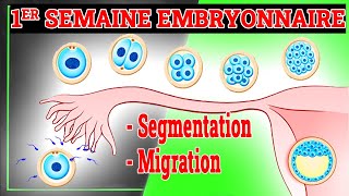 1er Semaine du Développement Embryonnaire | Embryologie Humaine