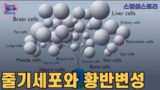 줄기세포의 가능성에 대해 알아야 할 사항 | 황반변성 | 줄기세포 | 재생의학