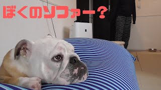 人をダメにするソファーはブルドッグまでダメにしてしまうのか？