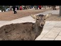 外国人僧侶が奈良公園で、鹿せんべいを買っておやつタイム🤗