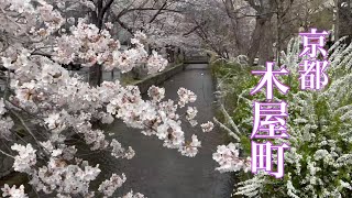 【京都の桜を巡る】木屋町高瀬川の桜🌸を歩く 2022年4月1日 4K Touring Kyoto in Japan